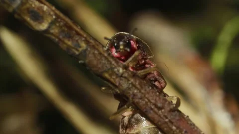 Firefly in green grass forest, summer night time Stock Footage 213519371