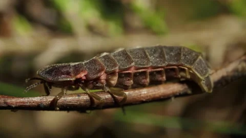 Firefly in green grass forest, summer night time Video stock 219722075