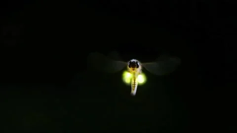 Firefly insect flying and twinkling fire clean black chroma key background Stock Footage 321067694