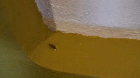 Firefly insect in Sri Lanka Stock Footage 174907025