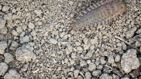 Firefly larva crawling over dry ground. FullHD footage Stock Footage 71768721
