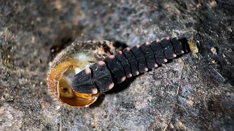 Firefly larva eating snail inside shell in close up Stock Footage 340784360