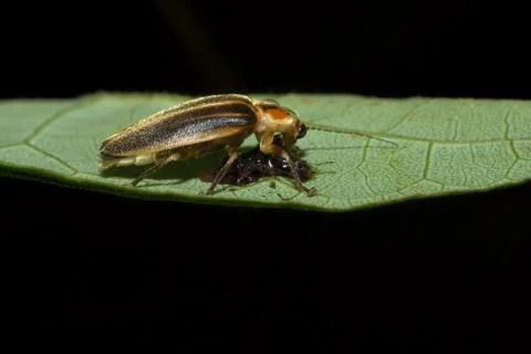Firefly on a leaf Stock Photos