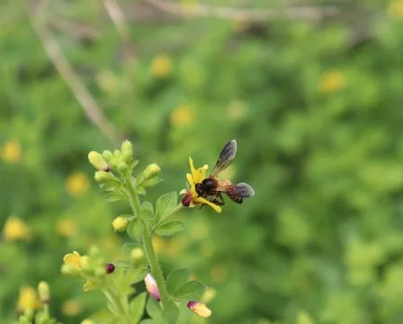 Firefly leaning on a flower. Stock-Fotos