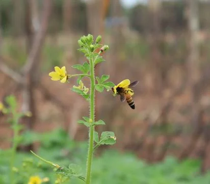 Firefly leaning on a flower Stock-Fotos