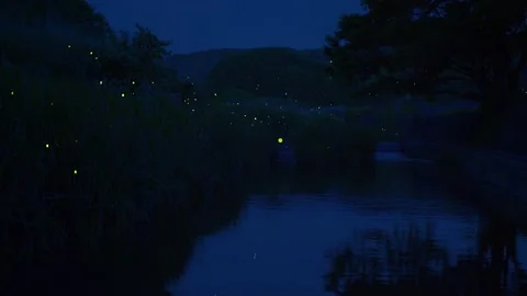 Firefly. Many fireflies fly around during a short period in early summer. Stock-Footage 171434395