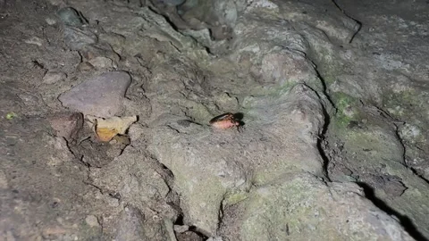 Firefly mating at night glow worm and small beetles mate male female Hyrcanian Stock Footage 323871211