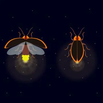 Firefly with open and closed wings Stock Illustration