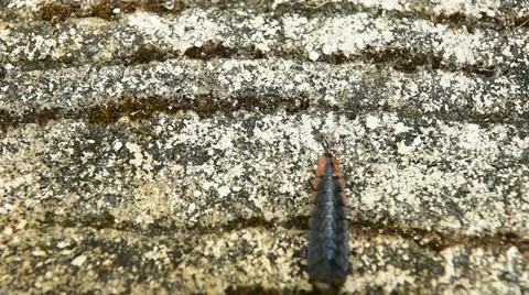 Firefly or Lightning bug eat their preys Stock Footage 64183683