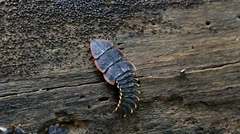 Firefly or Lightning bug in rainforest phuket Thailand Stock Footage 55868163