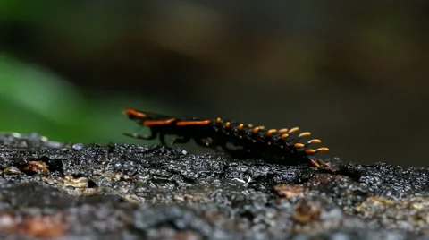 Firefly or Lightning bug in rainforest phuket Thailand Stock Footage 56035138