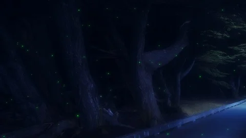 FIREFLY PATH Stock Footage 96634873