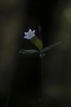 Firefly Stock Photos