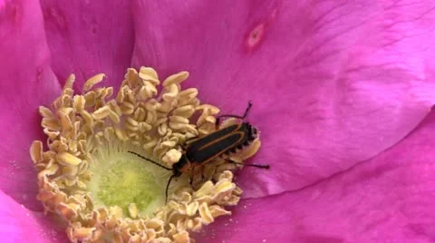 Firefly on pink beach rose Cape Cod Stock Footage 12073668