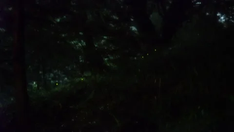 Firefly Princess Stock Footage 332548172