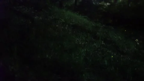 Firefly Princess Stock Footage 332548176