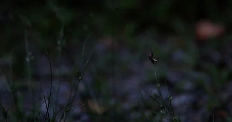 A firefly sits on a blade of grass and then flies away. Stock-Footage 91757930