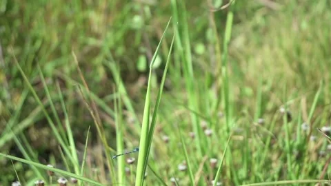 A Firefly Slow motion shot Stock Footage 315080975