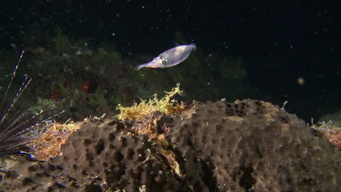 Firefly squid Stock Footage 150441005