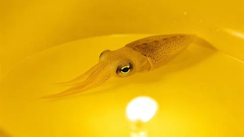 Firefly squid make their own light for communicating Foto stock