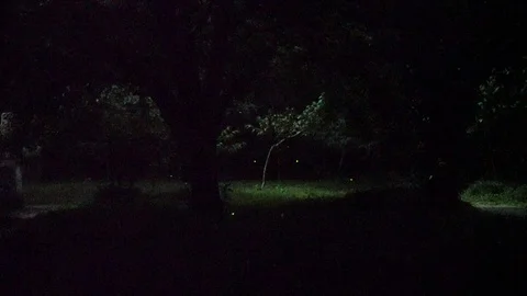 Firefly in summer forest, real time video Stock Footage 111346735