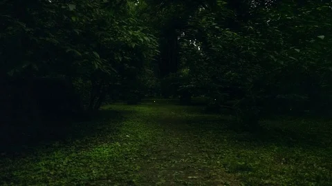 Firefly in summer forest, real time video Stock Footage 111476101