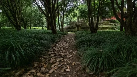 Firefly in summer forest, time lapse Stock Footage 111454168