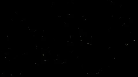 Firefly Tadpoles in Flight Background 4K Loop Video stock 251384629