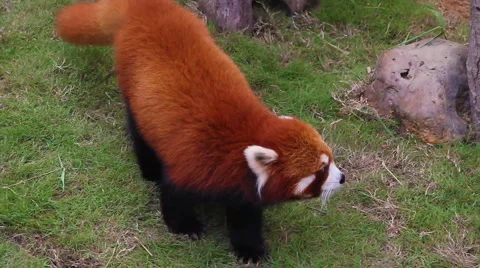Firefox, or Red Panda in Zoo Stock-Footage 3880274