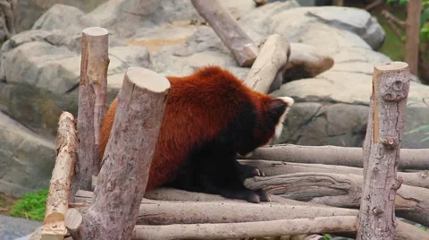 Firefox, or Red Panda in Zoo Stock-Footage 3880301