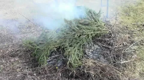 Fireless bonfire made from fir tree branches and much smoke Stock Footage 22740121