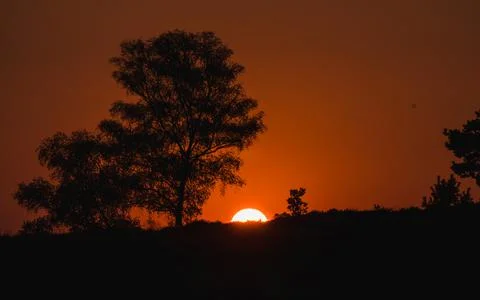 Firelike sunset behind a tree Foto stock