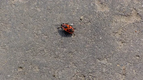 Fireman beetle crawling on asphalt Stock Footage 218316423