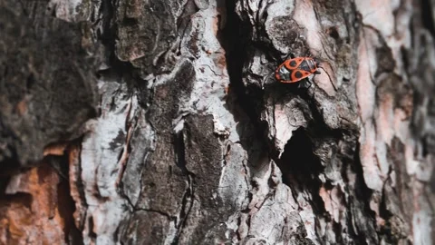 A fireman beetle crawls along the bark of a pine tree. Insect life in spring. Stock Footage 273937154