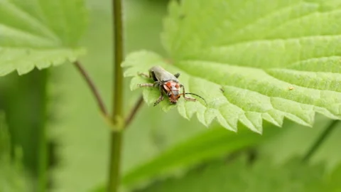 Fireman beetle on a leaf Stock Footage 146287171