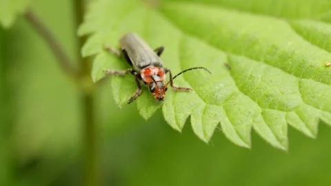 Fireman beetle sitting on a leaf Stock Footage 147030106