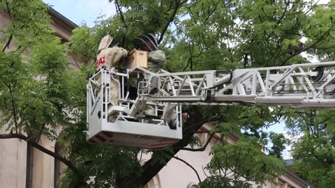 Firemen in protective suits on the ladder dealing with runaway swarm of bees Vidéo 155543019