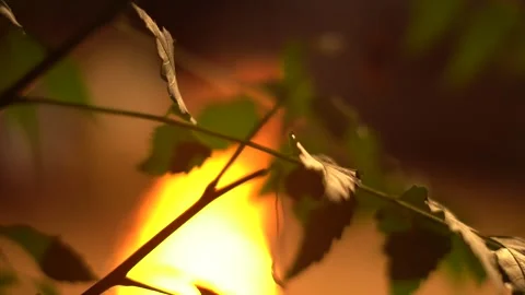 Fireplace circle leaf rack focus Stock Footage 262370325