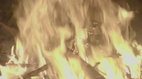 Fires burn tree Vídeo Stock 258808500