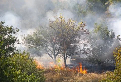 Fires burning grass and forest Stock Photos