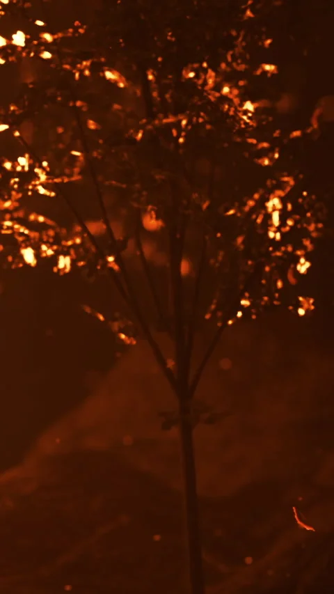 Fires dance around a lonely tree under a glowing night sky in silence Video stock 334254070