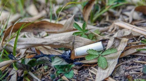 Fires in the forest due to an unextinguished cigarette.. Stock Photos