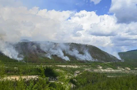 Fires at forest Stock Photos