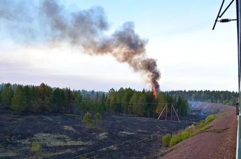 Fires at forest Stock Photos