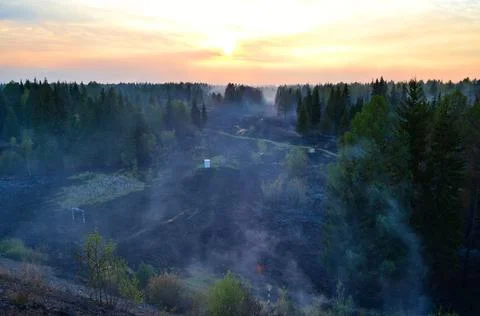 Fires at forest Stock Photos