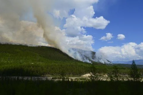 Fires at forest spreading Stock Photos