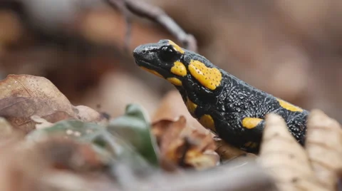 Firesalamander looking up in the woods Stock Footage 53228113