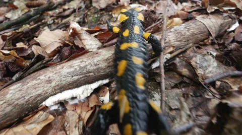 Firesalamander walking through the woods Stock Footage 53227895