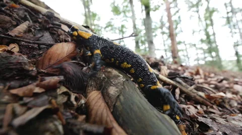 Firesalamander walking through the woods Stock Footage 53227995