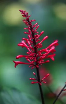 A Firespike bloom Stock Photos